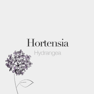 2017-03-09 13_19_01-French Words on Instagram_ “Hortensia (masculine word) _ Hydrangea _ _ɔʁ.tɑ̃.sja
