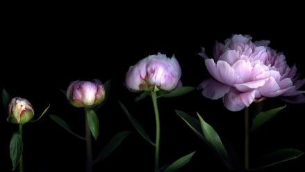 peony-20160314135546-q75,dx2400y-u0r1g0,c--