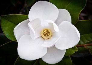 174366-425x300-magnolia-blossom